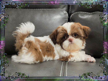 Tiny little male chinese imperial shih tzu puppies for sale teacup